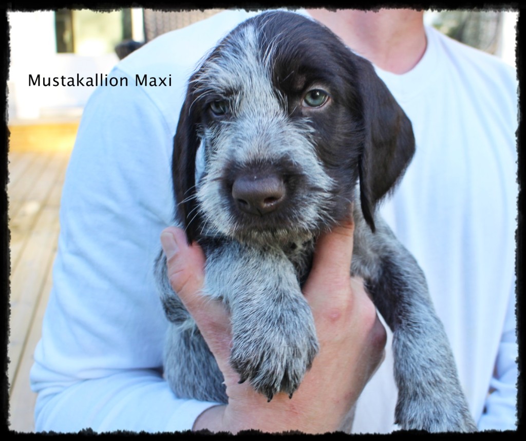 Maxi