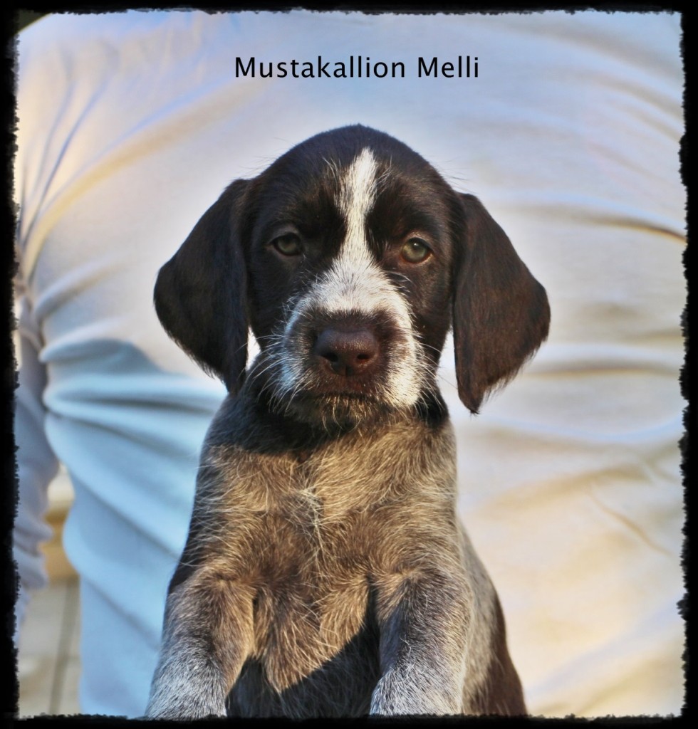 Melli