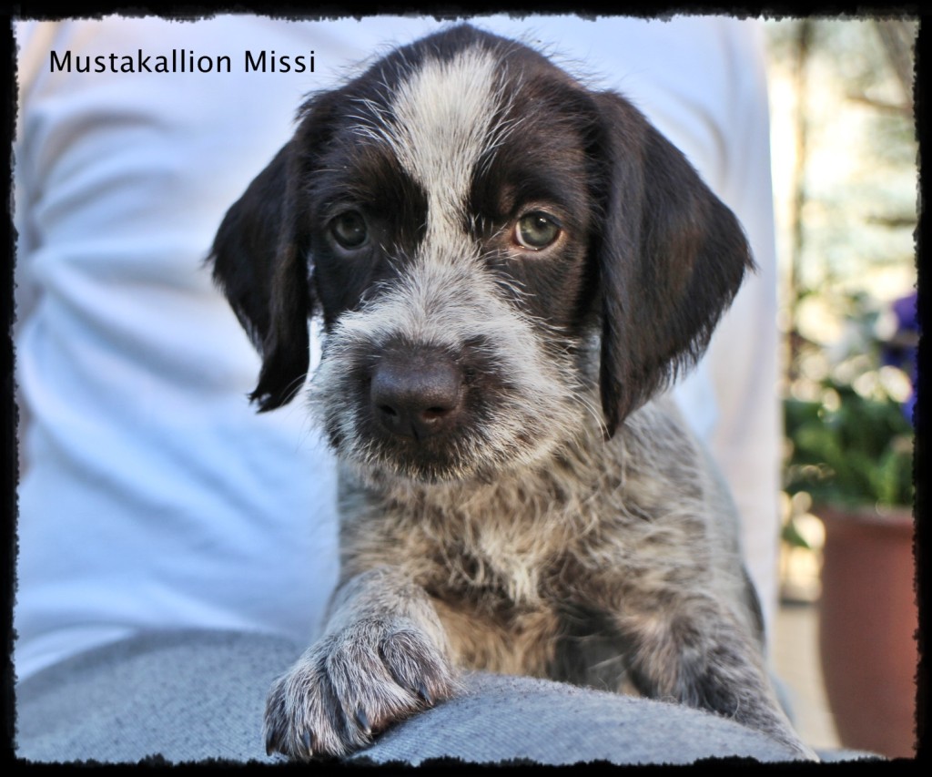 Missi