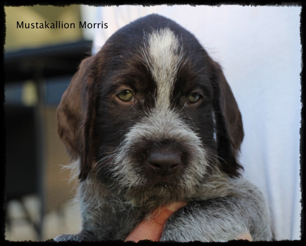Morris